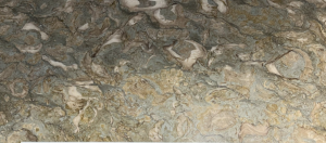 Con Sò Xanh (Blue Shell Marble)